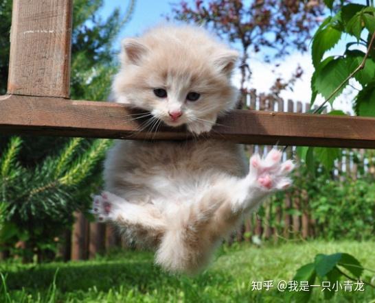 幼幼国产,探索梦幻童年的奇幻世界 第3张 幼幼国产,探索梦幻童年的奇幻世界 第3张