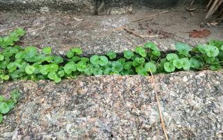 国产人人草,人人草,绿色健康生活新选择 第2张 国产人人草,人人草,绿色健康生活新选择 第2张